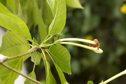 Resinanthus aromaticus